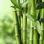 Beautiful green bamboo stems on blurred background