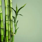 bamboo-a-natural-eco-friendly-and-environmentally